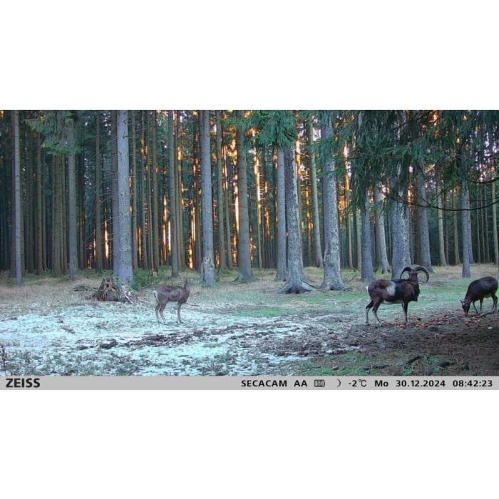 Fotopułapka Zeiss Secacam 3