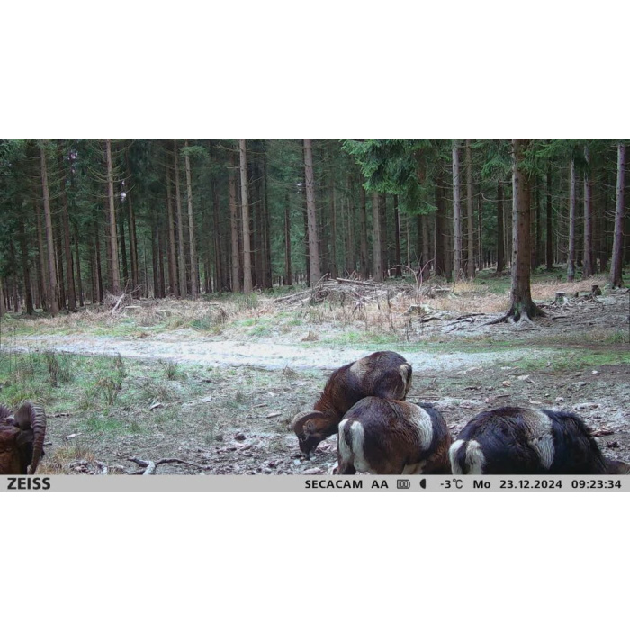 Fotopułapka Zeiss Secacam 3