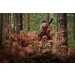 Kurtka HARKILA Forest Hunter GTX camo long - AXIS MSP Autumn orange (111370176)