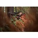 Kurtka HARKILA Forest Hunter GTX camo long - AXIS MSP Autumn orange (111370176)